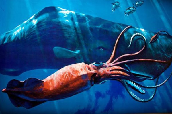 Kraken 17 at