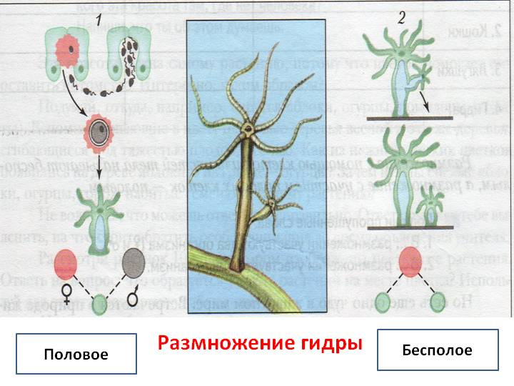 Купить наркотики онлайн