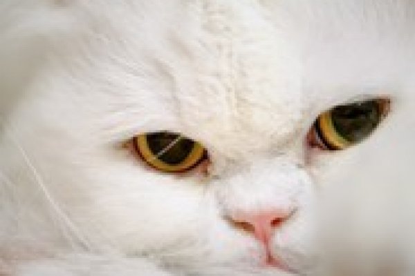 Почему не работает кракен сегодня