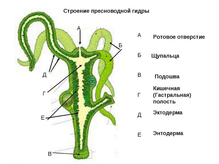 Что за маркетплейс кракен
